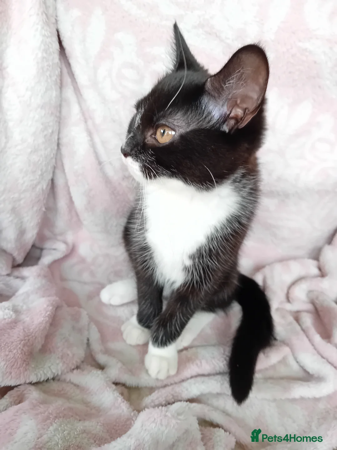 Mixed Breed cats for sale: 1 male fluffy Tuxedo 1 female short haired Tuxedo  in Brighton - Advert 6