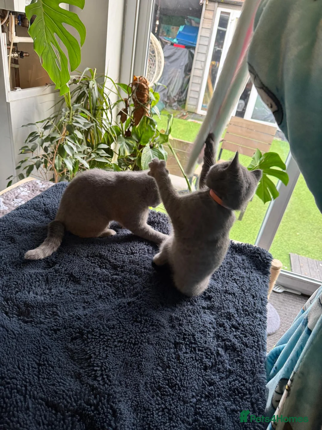 British Shorthair cats for sale: British Shorthair Blue Kittens – 21 weeks osd BSB - Advert 5