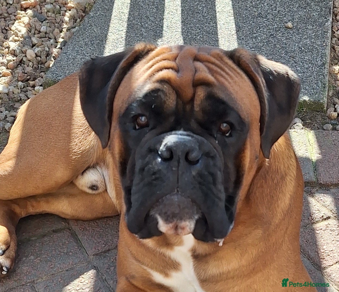 Boxer dogs BOXER STUD PROVEN. 0 HEART SCORE - Advert 9
