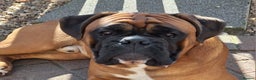 Boxer dogs for stud: PROVEN 0 HEART SCORE BOBTAIL STUD - Advert 2