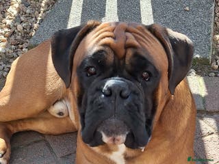 Boxer dogs KC REG BOXER STUD PROVEN. 0 HEART SCORE - Advert 16