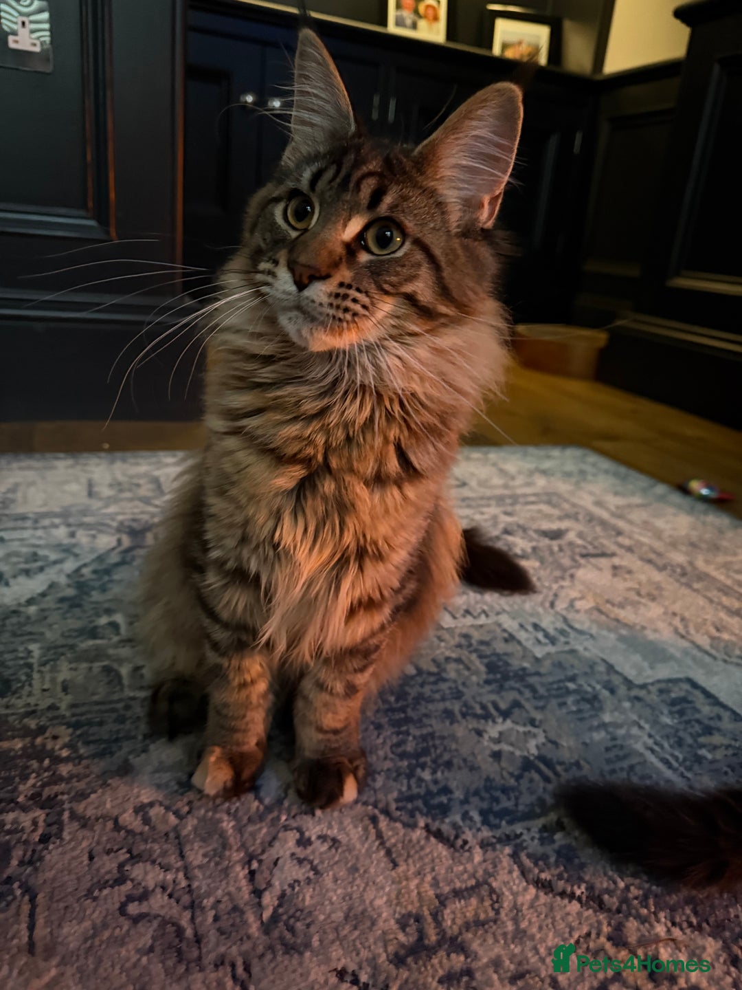 Maine Coon cats for sale: 🐾Only 1 Maine Coon Girl Still Available🐾 - Advert 13