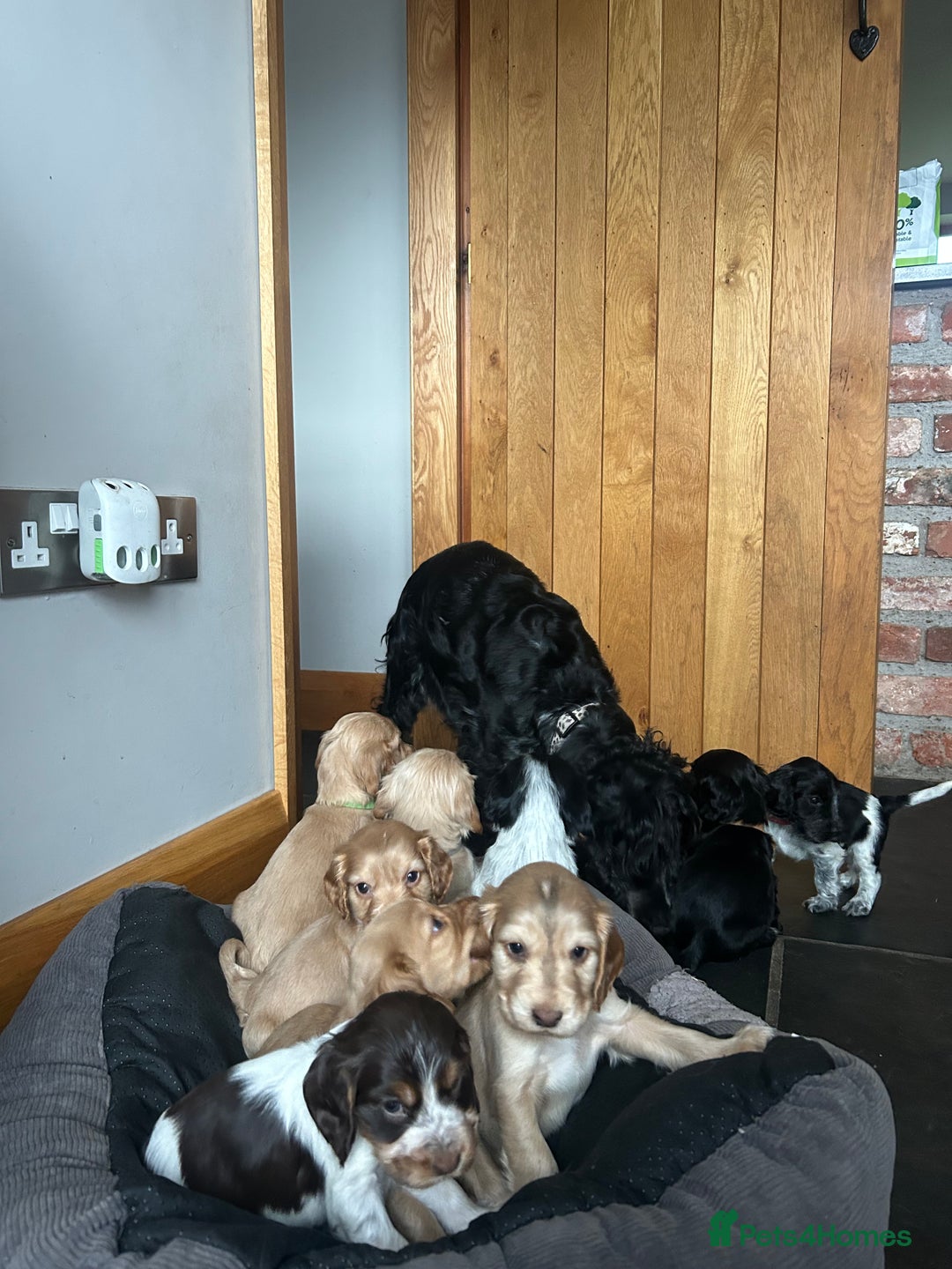 Cocker Spaniel dogs for sale: Show Cocker Spaniel - Advert 11