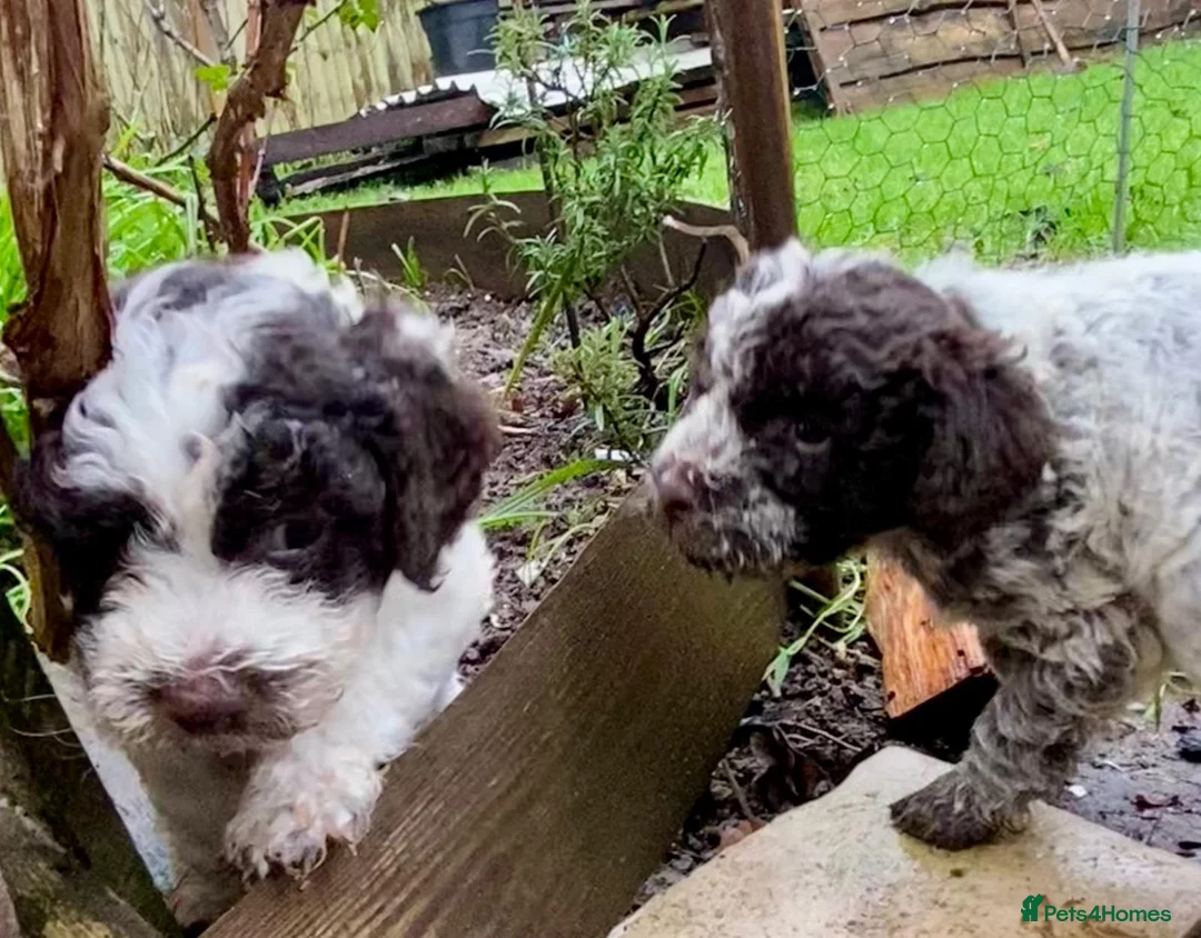 Lagotto Romagnolo dogs for sale: Three wonderful Lagotto pups available now - Advert 22