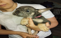 French Bulldog dogs for sale: Beautiful chunky Frenchies - Image 35