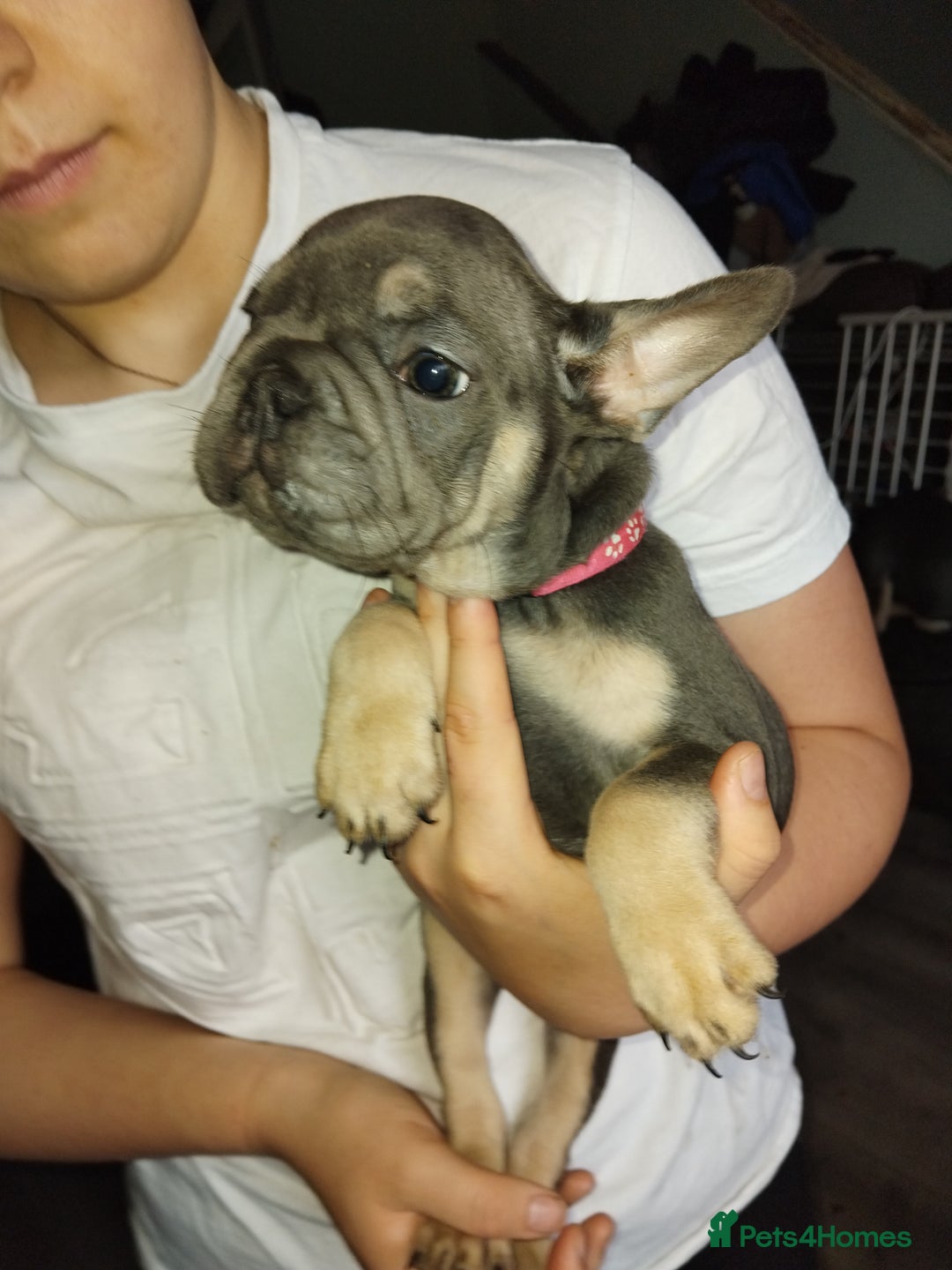 French Bulldog dogs for sale: Beautiful chunky Frenchies - Image 35