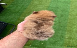 Pomeranian dogs for sale: Exotic color, mini Pomeranians  - Image 12
