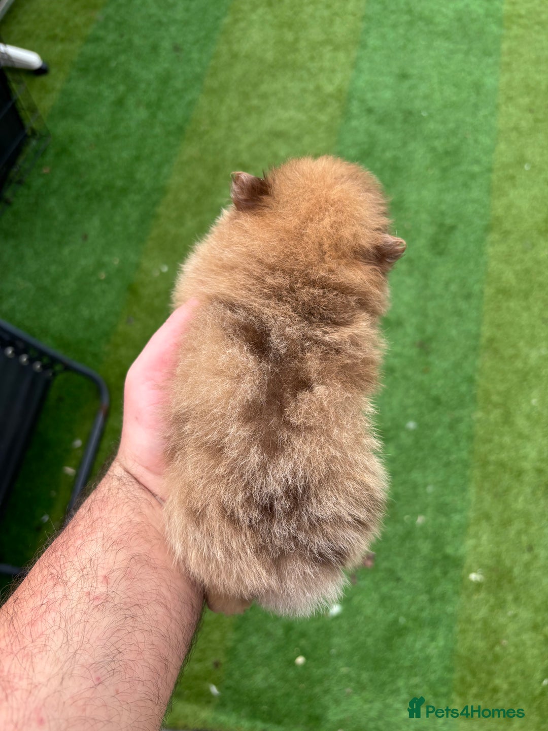 Pomeranian dogs for sale: Exotic color, mini Pomeranians  - Image 12
