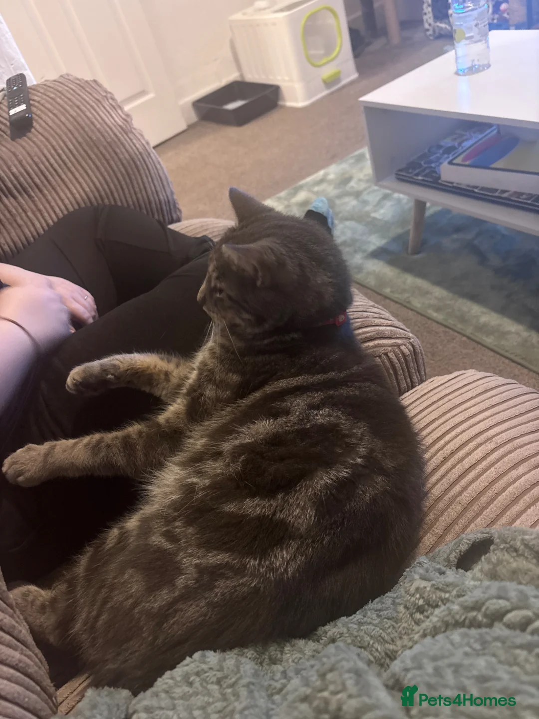 Mixed Breed cats for sale: Looking for a home for my ragdoll X bengal in Barrow-in-Furness - Advert 2