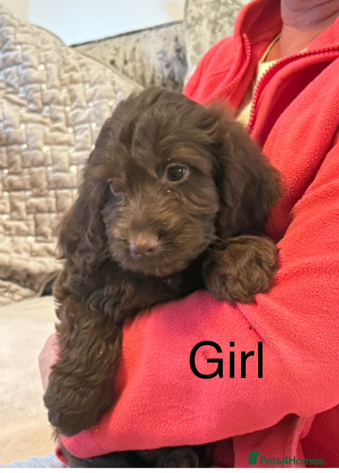 Cockapoo dogs for sale:  F1 Cockapoo puppies - Image 7