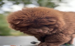 Chow Chow dogs for sale: Mr chow  - Image 9
