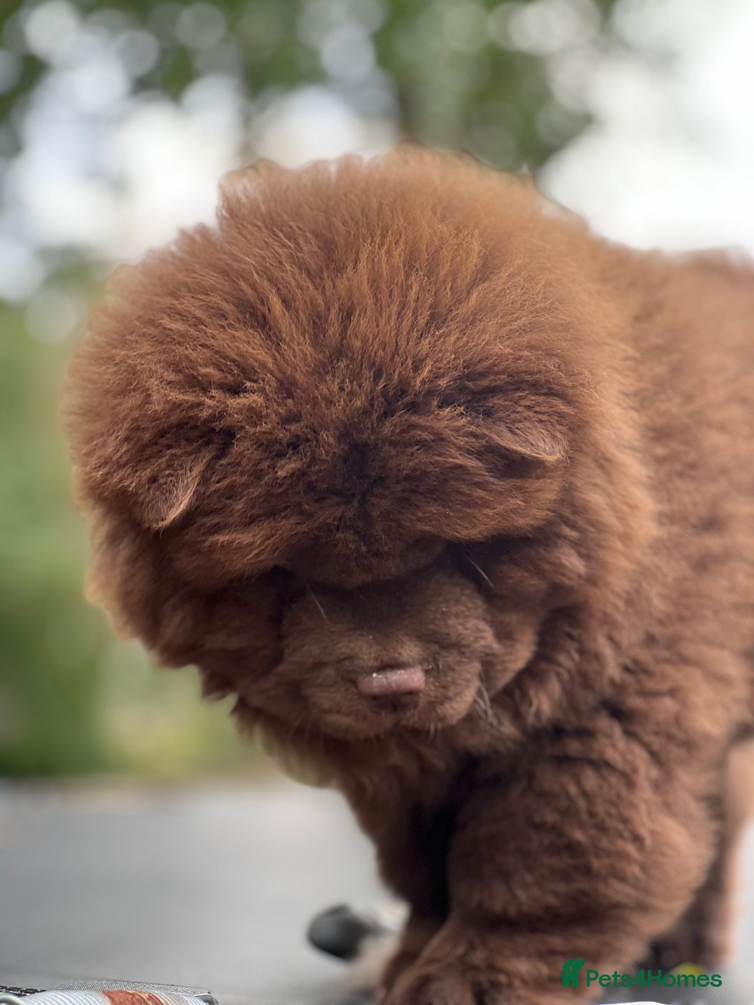 Chow Chow dogs for sale: Mr chow  - Image 9