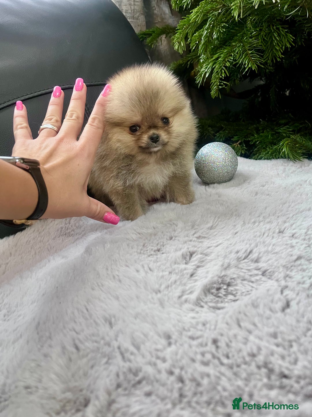 Pomeranian dogs for sale: 🔥Very Small 500gr.at 8weeks🐻Teddy Bear   - Advert 15
