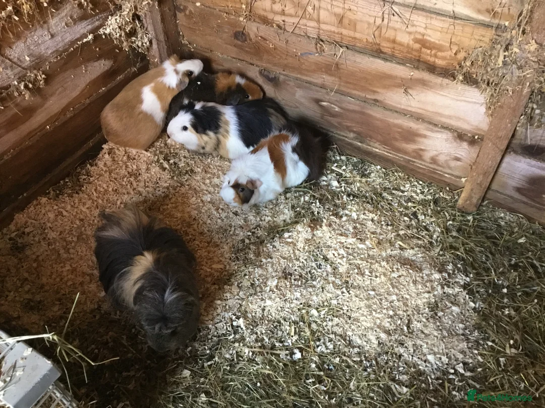 Guinea Pig rodents for sale: Selection of adult females and male - Advert 2