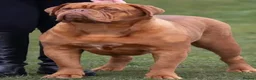 Dogue De Bordeaux dogs for sale: 🌟 UK Champion Parents - Puppies Due 🌟 - Advert 9