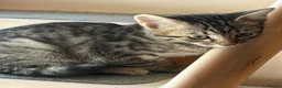 Bengal cats for sale: Bengal beautiful  - Advert 16