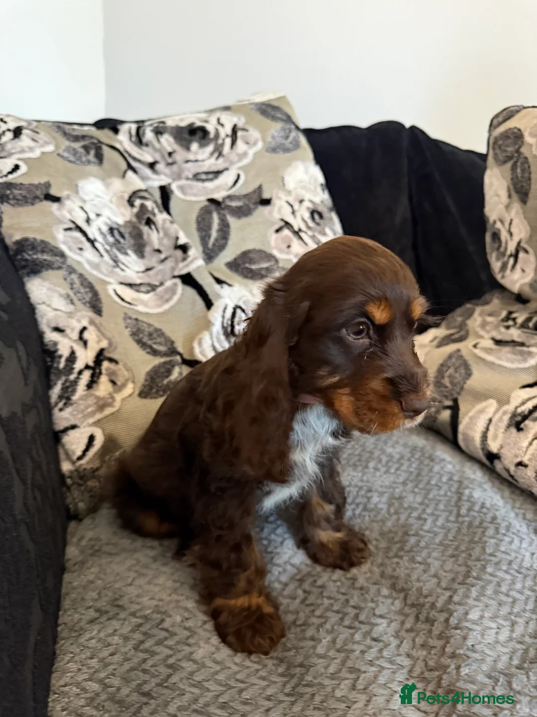 Cocker Spaniel dogs for sale: Chucky KC Cocker Spaniel Pup’s Ready Now - Advert 10