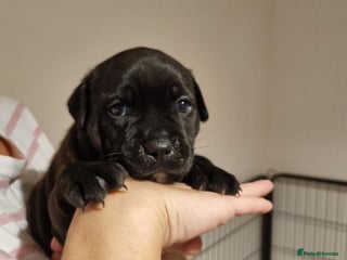 Staffordshire Bull Terrier dogs 1 Beautiful Black boy left pure Staffy - Advert 8