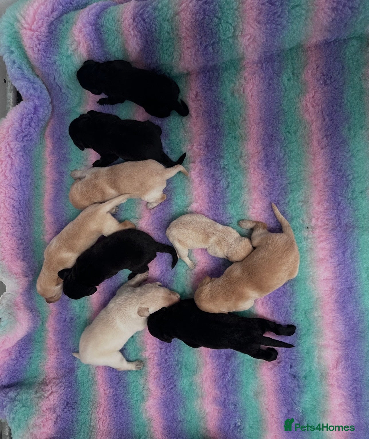 Labrador Retriever dogs Exceptional FTCH  Fully Health Tested Lab puppies  - Advert 1