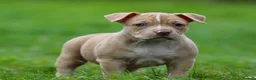 American Bully dogs for sale: READY NOW 9 beautiful ABKC pocket bullies - Advert 32