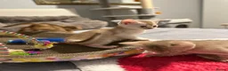 Abyssinian cats for sale: Abyssinian kittens  - Advert 8