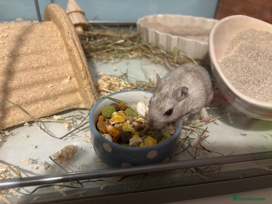 Gerbil rodents for sale: 2 male Gerbils  - Advert 5