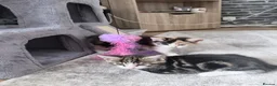 Mixed Breed cats for sale: Tabby Male kitten  - Advert 19