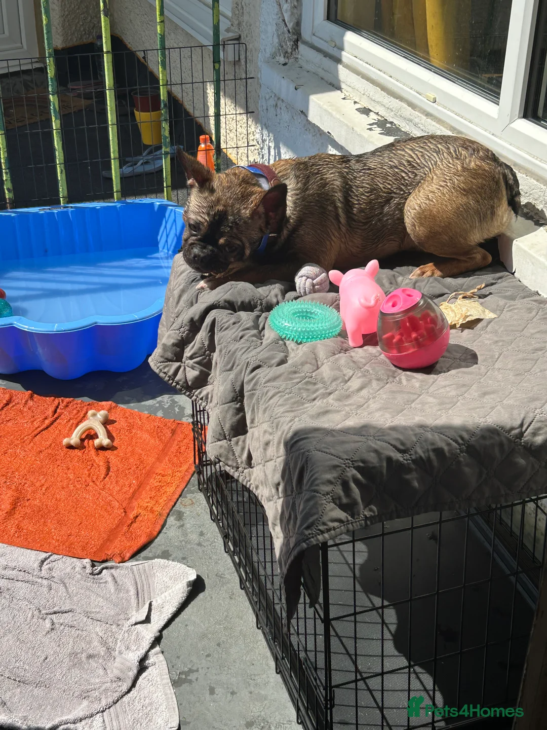 French Bulldog dogs for sale: Poppy - Advert 4