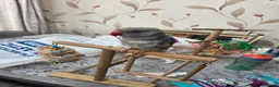 Ringnecks birds for sale: Recessive Pied Indian Ring Neck - Advert 2