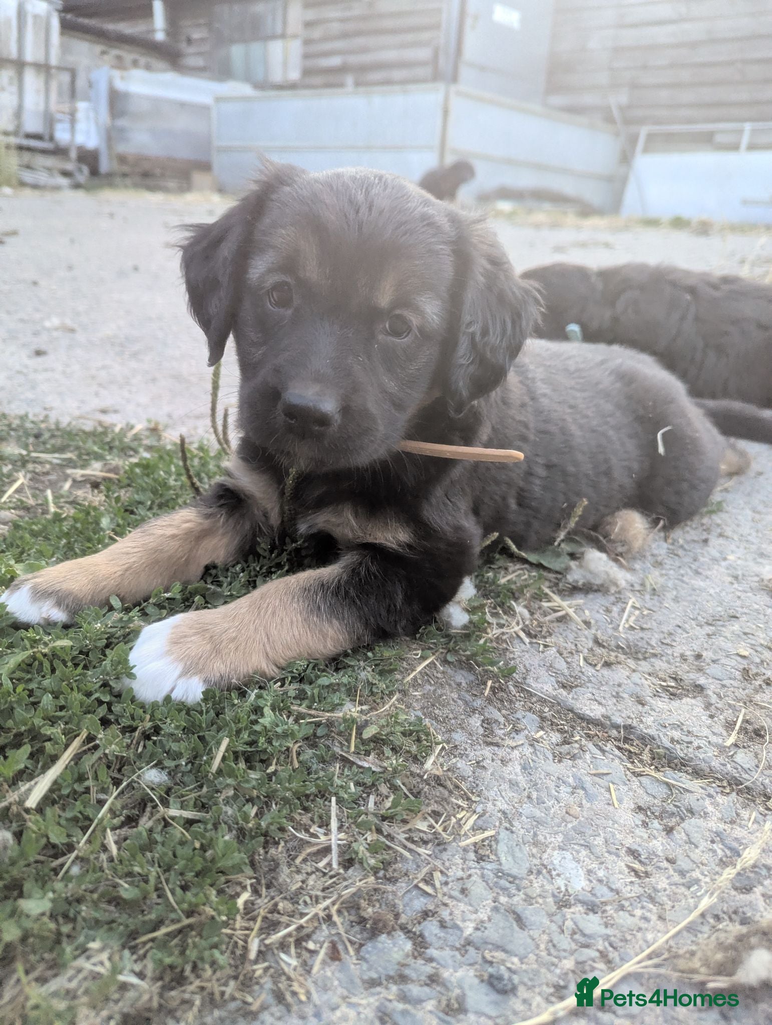Mixed Breed dogs Gorgeous Kelpie cross/ golden retriever puppies  - Advert 6