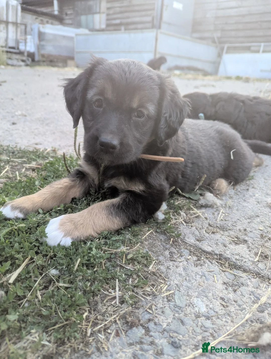 Mixed Breed dogs for sale: Gorgeous Kelpie cross/ golden retriever puppies  - Advert 2