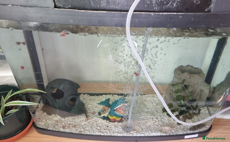 Corys fish - Advert 1