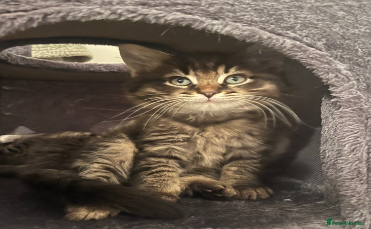 Ragdoll cats - Advert 11