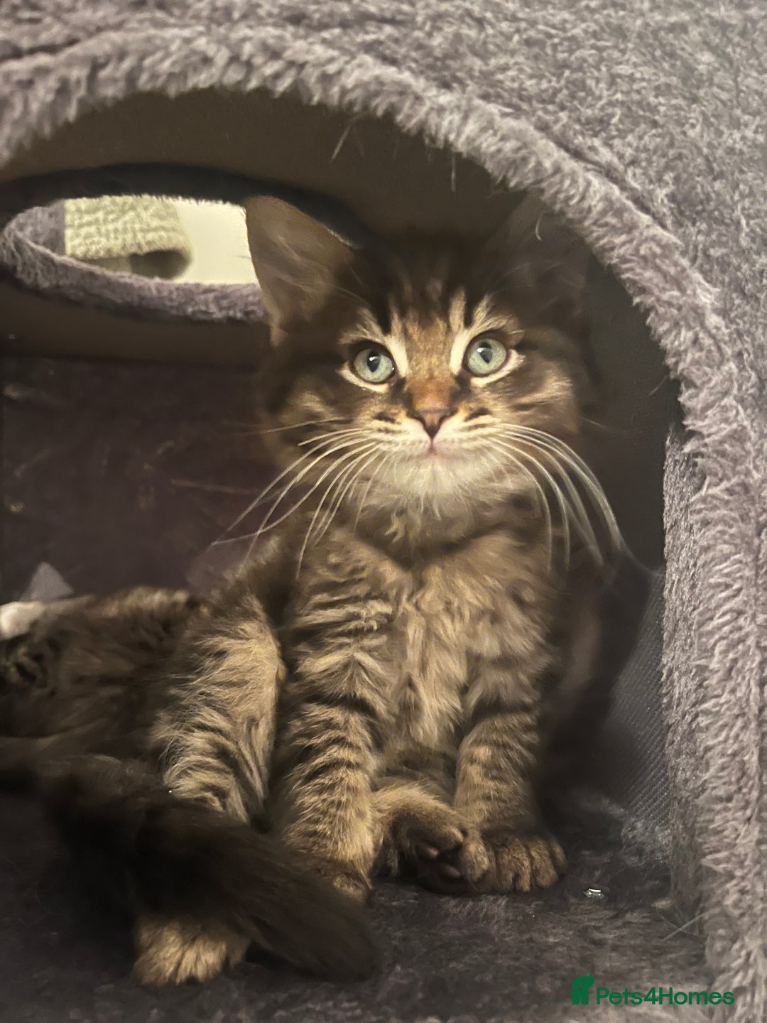 Ragdoll cats for sale: Last beautiful fluffy ragdoll boy left 😍 - Image 1