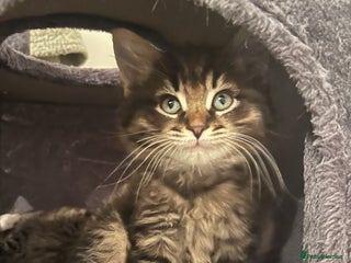 Ragdoll cats - Advert 17