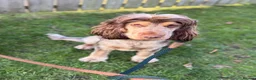 Cocker Spaniel dogs for stud: Cocker Spaniel STUD  - Advert 19