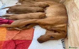 Labrador Retriever dogs for sale: KC Fox Red Labradors  - Image 2