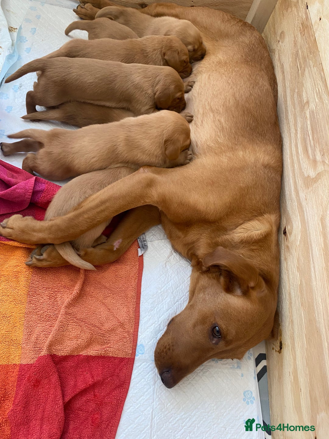 Labrador Retriever dogs for sale: KC Fox Red Labradors  - Image 2