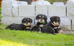 Mixed Breed dogs for sale: Schnoodle Puppies - Image 1
