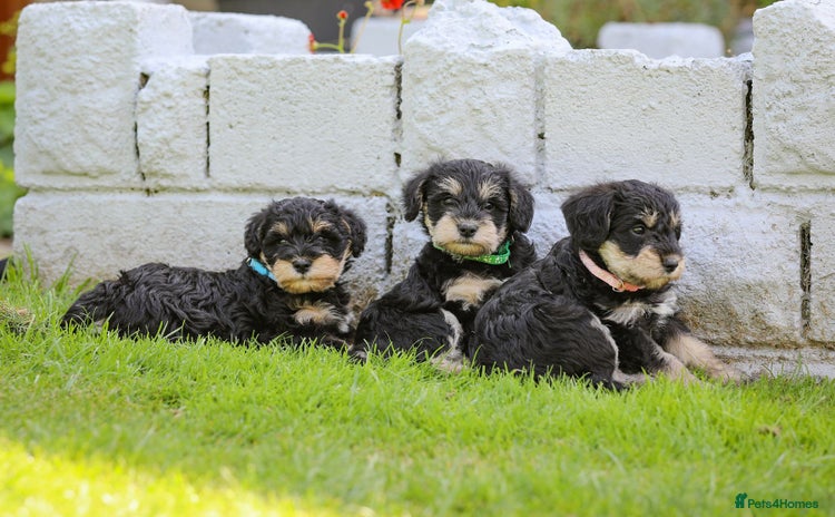 Mixed Breed dogs - Advert 12