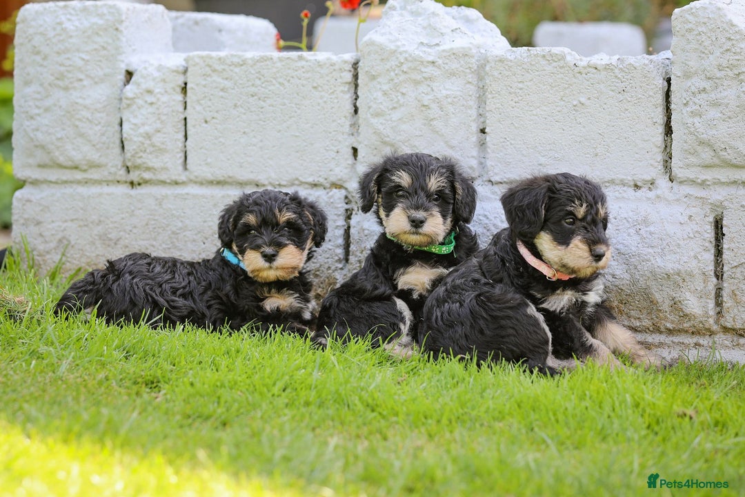Mixed Breed dogs for sale: Schnoodle Puppies - Image 1