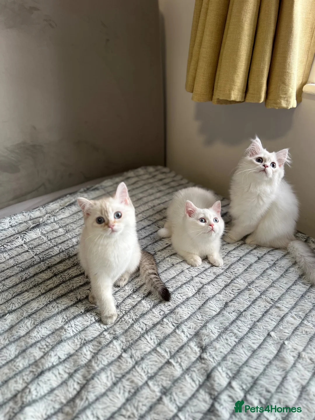 British Shorthair cats for sale: 🐾 TICA Reg BLH / BSH Kittens  🐾 - Advert 2