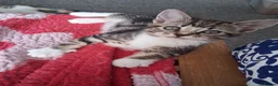 Mixed Breed cats for sale: 5 kittens ready to leave 19/08 - Advert 4