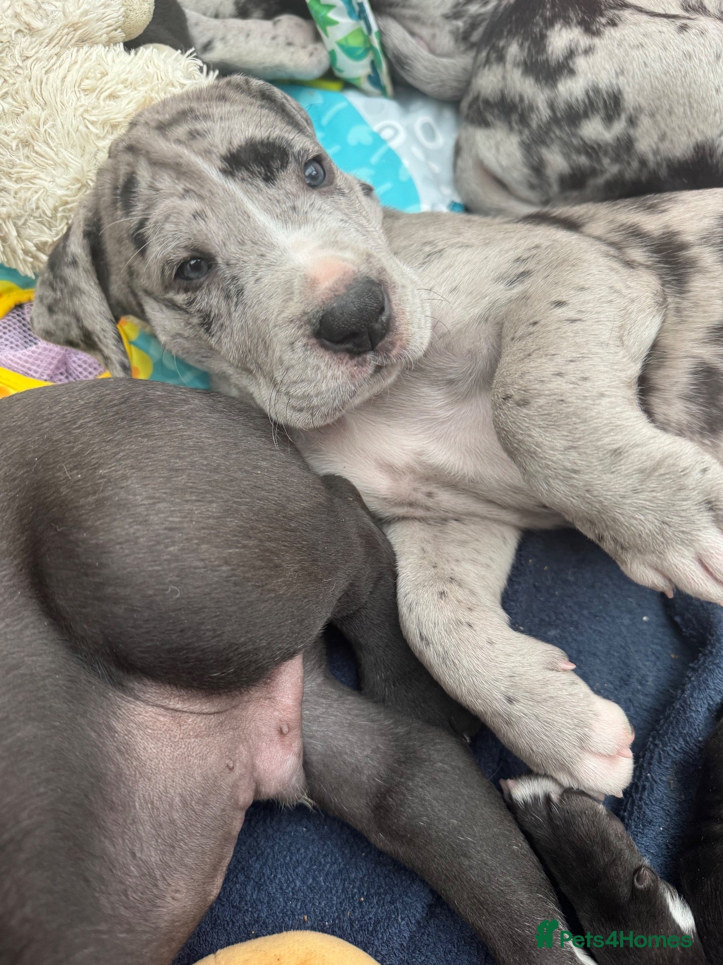 Great Dane dogs for sale: Gorgeous litter of kc registered Dane puppy's  - Advert 2