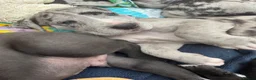 Great Dane dogs for sale: Gorgeous litter of kc registered Dane puppy's  - Advert 2