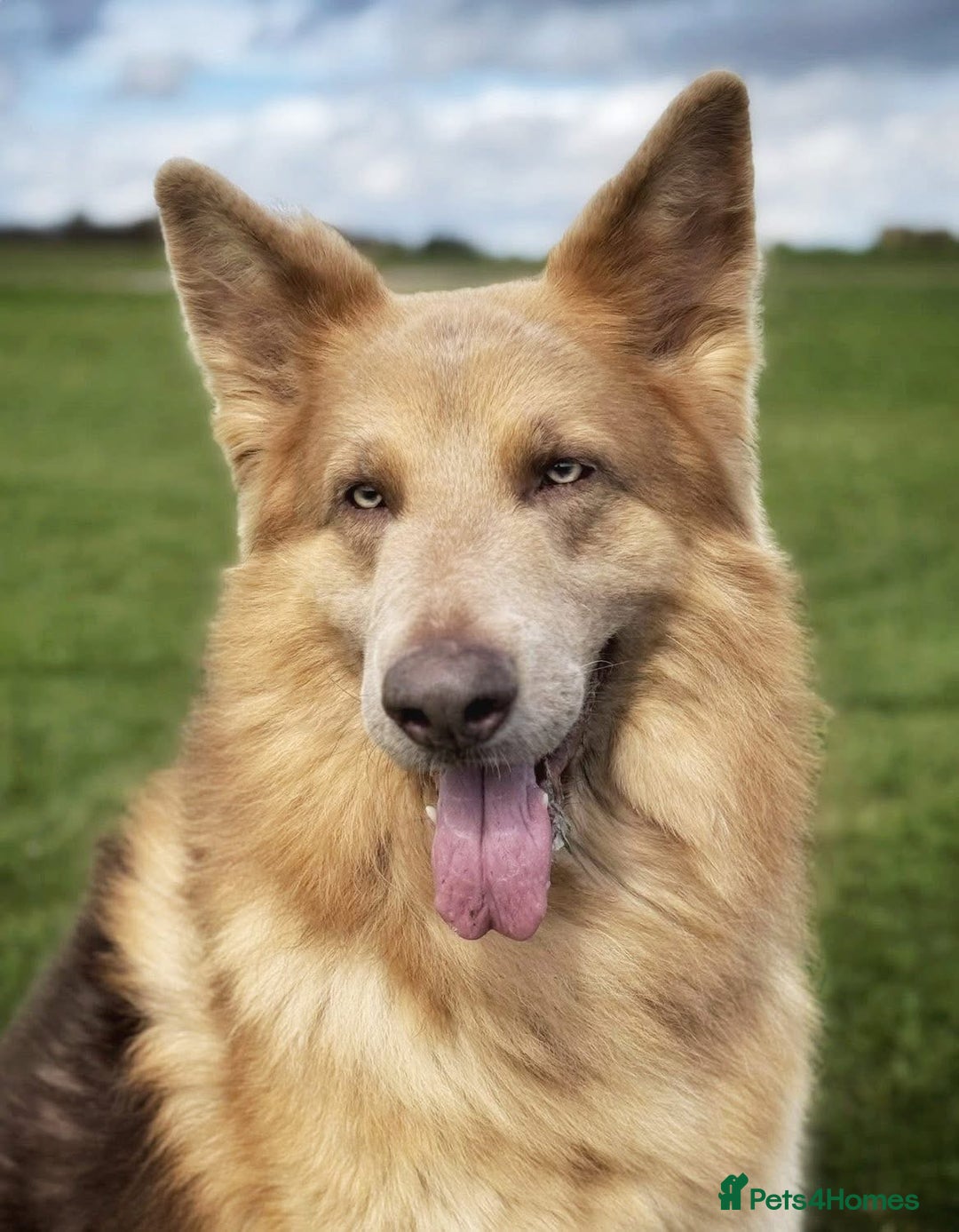 German Shepherd dogs for stud: Isabella & tan German shepherd stud dog - Image 1