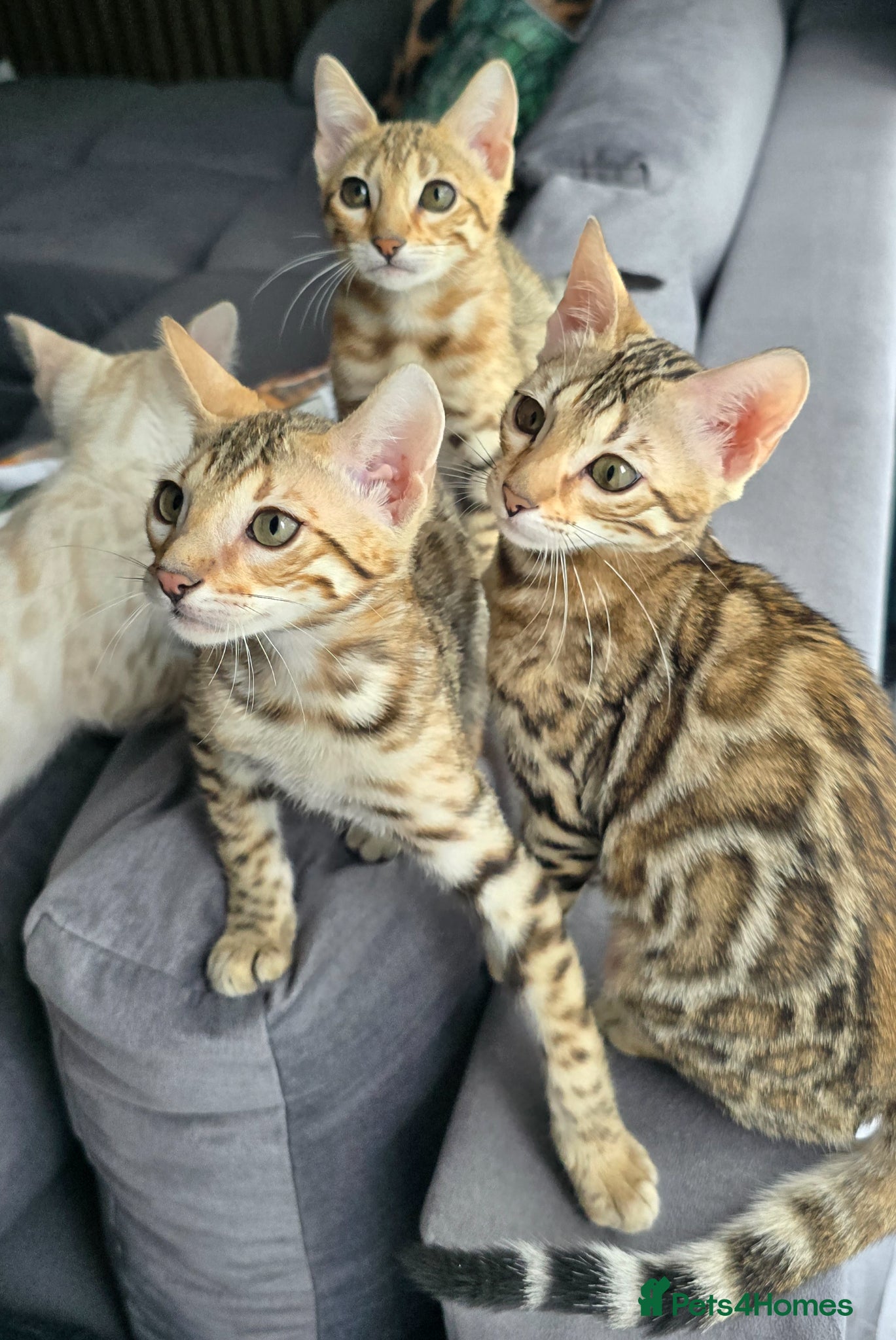 Bengal cats Ready NOW 3 girls and 1 boy! - Advert 8