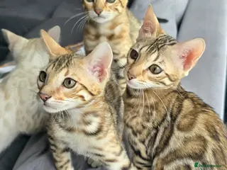 Bengal cats Ready NOW 3 girls and 1 boy! - Advert 8