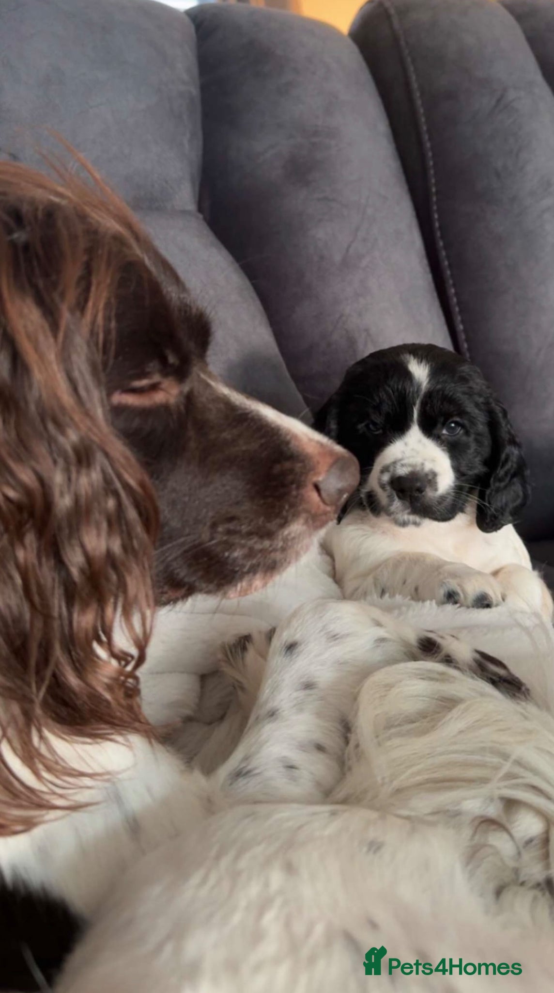 Mixed Breed dogs Beautiful Sprockerpoo’s - Advert 6