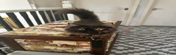 Mixed Breed cats for adoption: Fluffy Young Rescue Cat Looking for a Forever Home in Hook - Advert 2